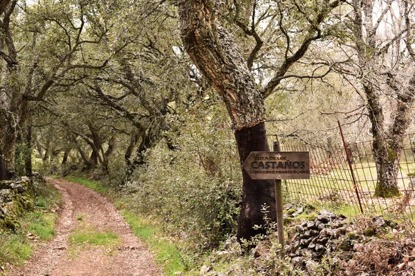 Ağaçlı eski bir rota ve güney Extremadura, İspanya 'da bir tabela.
