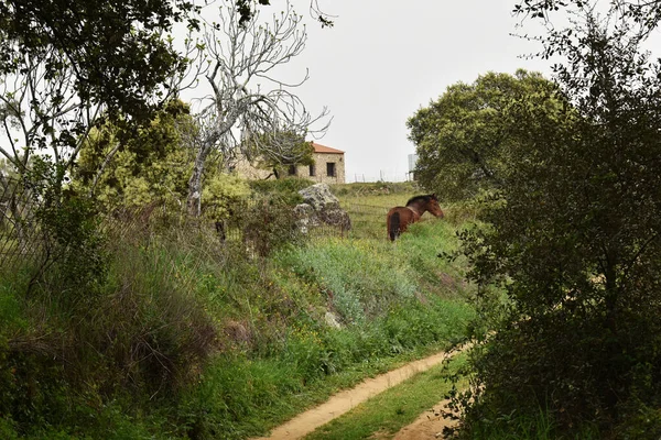 Güney Extremadura, İspanya 'da ağaçları, otları ve atları olan eski bir patika.