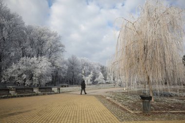 Sofya, Bulgaristan - 3 Ocak 2025: Soğuk, buzlu bir sabah Bulgaristan 'ın başkenti Sofya' daki North Park 'taki ağaçları sihirli bir şekilde süsledi.