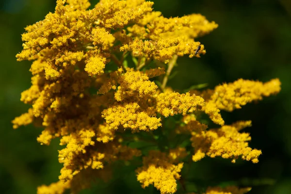 Ein Großer Strauch Blüht Mit Kleinen Gelben Blüten — Stockfoto