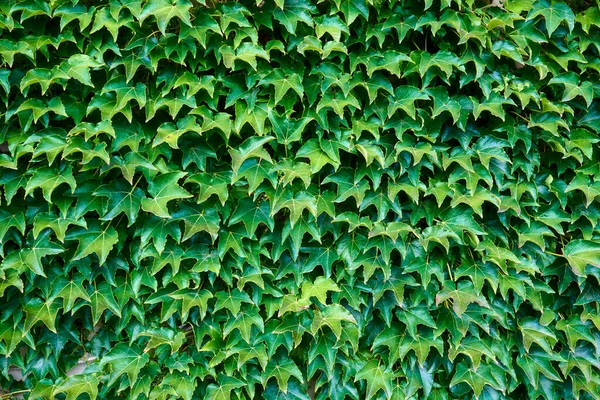 Wall Covered Green Ivy — Stock Photo, Image