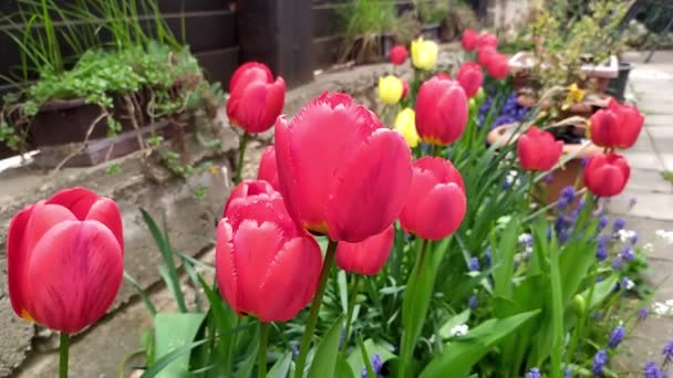 Vue Rapprochée Une Belle Tulipe Qui Déplace Librement Dans Vent — Video