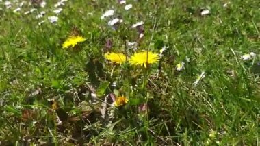 Bir aile evinin bahçesinde çiçek açan bir karahindibanın yakından görüntüsü, arka planda çiçek açan papatyalar, güzel bir yaz günü. 