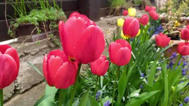 Vue Rapprochée Une Belle Tulipe Qui Déplace Librement Dans Vent — Video