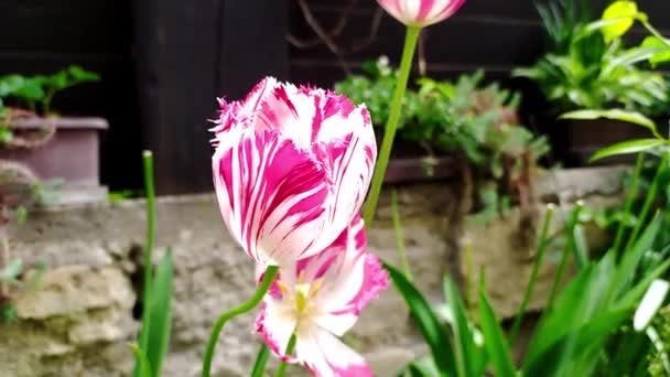 Detailní pohled na krásný tulipán, který se volně pohybuje ve větru v zahradě rodinného domu, v pozadí dřevěný plot a krásný slunečný den, zpomalení, video