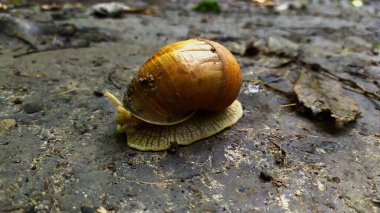 Deniz kabuğunda sürünen büyük bir salyangoz, bahçede bir yaz günü, yenilebilir bir salyangoz ya da bir salyangoz türü havada soluyan bir tür büyük yenilebilir zemindir. fotoğraf