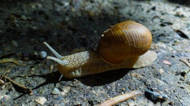 Helix pomatia ayrıca Roma salyangozu, yenilebilir salyangoz ya da salyangoz, Helicidae familyasından bir karasal pulmonat yumuşakçasıdır. fotoğraf
