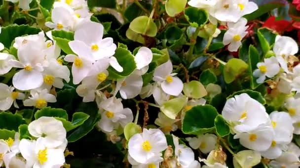 Nahaufnahme Von Hoya Carnosa Blumen Porzellanblumen Oder Wachsblumen Ist Eine — Stockvideo
