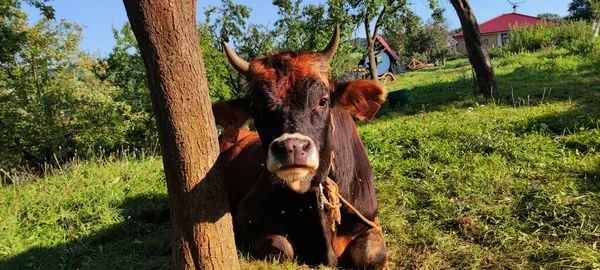 Vahşi doğada yaslanmış bir boğanın yakın çekim görüntüsü.