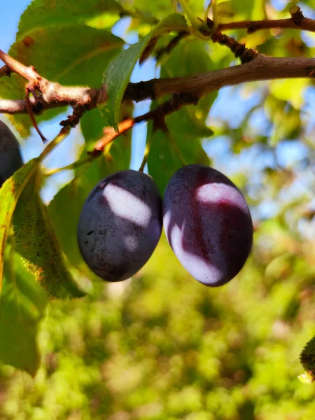 Bir yaz günü bahçedeki bir ağaç dalında olgun eriklerin görüntüsü. Sonbahar hasadı. fotoğraf