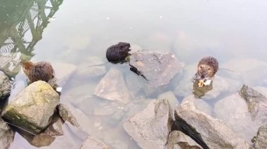 Morava nehrinin kıyısında genç bir nehir fıstığı, bir rulo ile beslenen gençler.