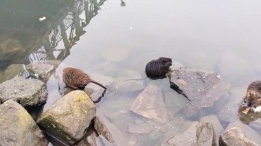 Morava nehrinin kıyısındaki genç Nutria nehrinin manzarası.