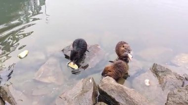 Morava nehrinin kıyısında genç bir nehir fıstığı, bir rulo ile besleniyor.