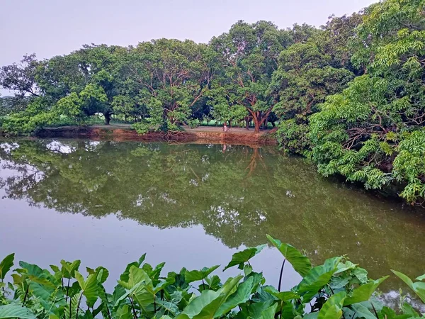 Schöner Teich Inmitten Des Gartens Mangabaum Neben Dem Teich Schöne — Stockfoto
