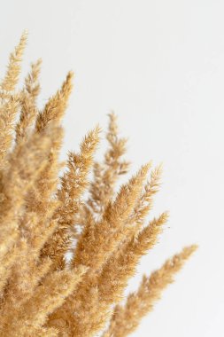 Kuru kamış. Beyaz arkaplanda fotokopi alanı olan bej bir buket. Eğilim iç dekorasyonu. 