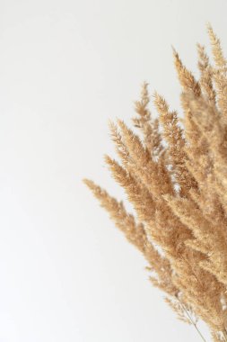 Beyaz arkaplanda kopyalama alanı olan bej kuru kamış.