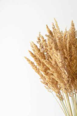 Fotokopi alanı olan beyaz arkaplanda kuru sazlık buketi.