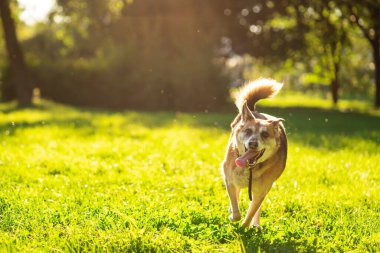 Mutlu gülümseyen köpek güneşli bir günde parkta kameraya doğru koşar..