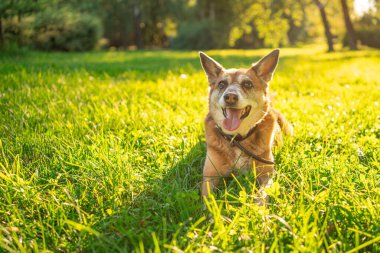 Güneşli bir günde yeşil çimenlerde oturan sevimli melez köpek..