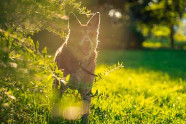Yeşil çimenlikteki güneş ışınlarıyla yakalı güzel kahverengi köpek. Gün batımında parkta hayvanla yürü.. 