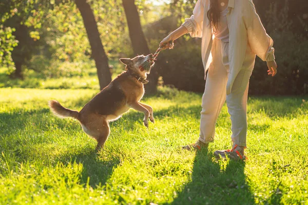 Anjing bahagia bermain dengan wanita di taman pada hari yang cerah. Stok Lukisan  