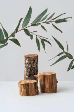 Boş ahşap podyumlar ve gri arka planda okaliptüs dalları. Spa ürünü reklamları için bir model. Doğal malzemeler. Kozmetik ekran ve yeşil yapraklar için vitrin. Durgun hayat. Ön görünüm