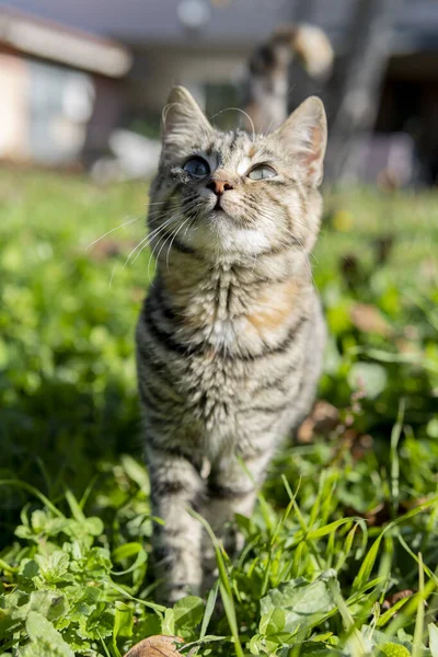 Cat Walking Middle Field — Stock Photo, Image