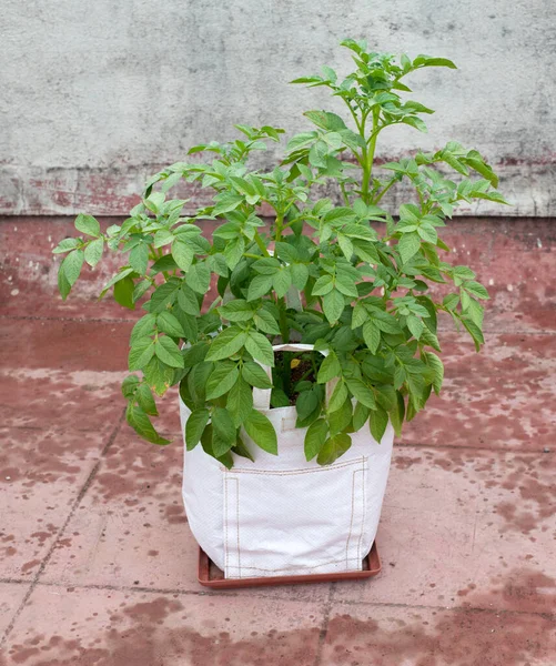 Potato plant growing in polythene grow bag on terrace