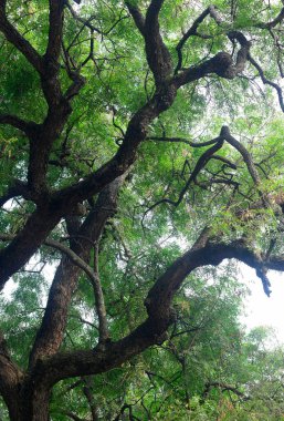 Eski bir Neem ağacının dalları üçüncül dalları ve yaprakları aşağıdan fotoğraflanmış..