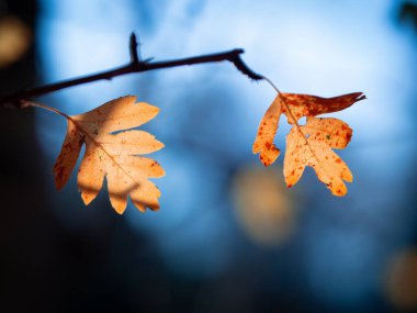 Mavi sonbahar gökyüzüne karşı sıradan dikenli altın sarısı yapraklar. Crataegus monogyna. Seçici odak, bulanık arkaplan.