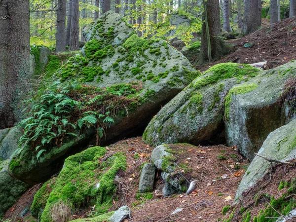 Granite rocks covered with moss and ferns in vivid green colors. Ecosystem of the Karkonosze National Park.