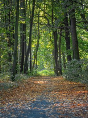 Altın kuru yapraklarla kaplı patikanın üzerindeki sonbahar orman ağaçları. Sıcak güneş ışığının yansımaları.