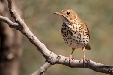Şarkı ardıç kuşu (Turdus philomelos) Malaga, İspanya