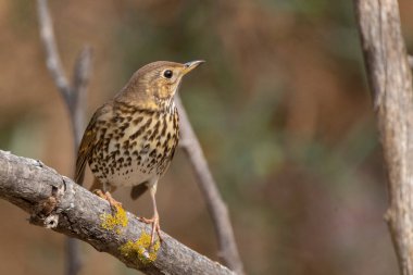 Şarkı ardıç kuşu (Turdus philomelos) Malaga, İspanya