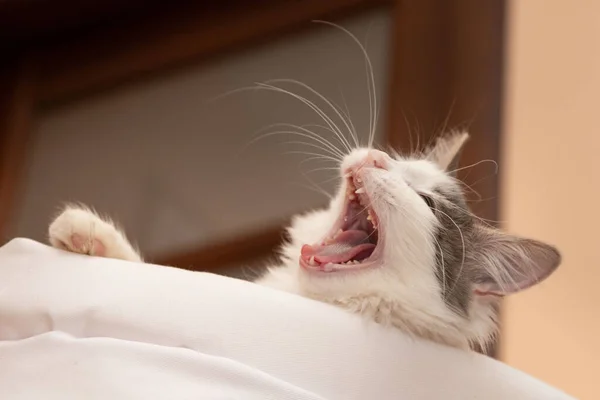 猫はあくびをする — ストック写真