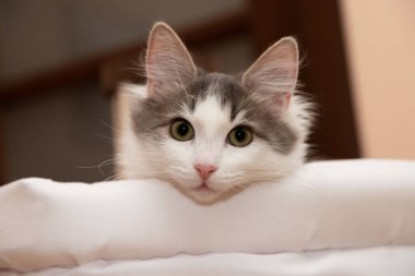 Uzanıp kameraya bakan bir kedi.