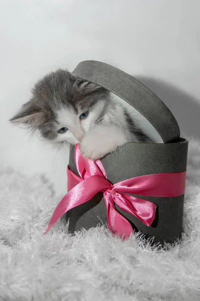 분홍색 활을 단 회색 선물 상자에 있는 새끼 고양이 — 스톡 사진