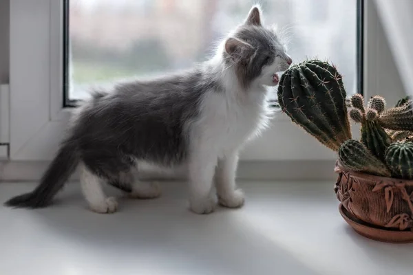 子猫がサボテンを食べて — ストック写真