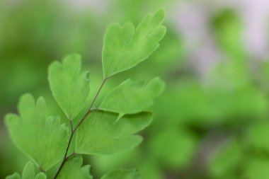 Yeşil yapraklı dal