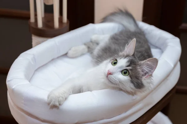 Um gato que está deitado em sua casa caixa branca — Fotografia de Stock
