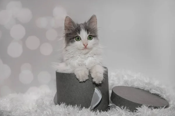 Gatinho em uma caixa de presente cinza — Fotografia de Stock