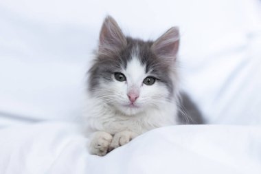 Küçük hasta kedicik sokaktan kaçırıldı.