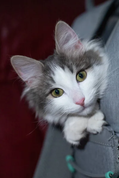 Um gato está sentado na mochila — Fotografia de Stock