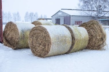 Karla kaplı hayvanları beslemek için saman yığınları