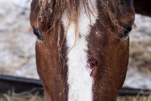Uma ferida no rosto dos cavalos Fotos De Bancos De Imagens Sem Royalties