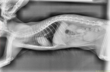 Bir kedinin röntgeni.