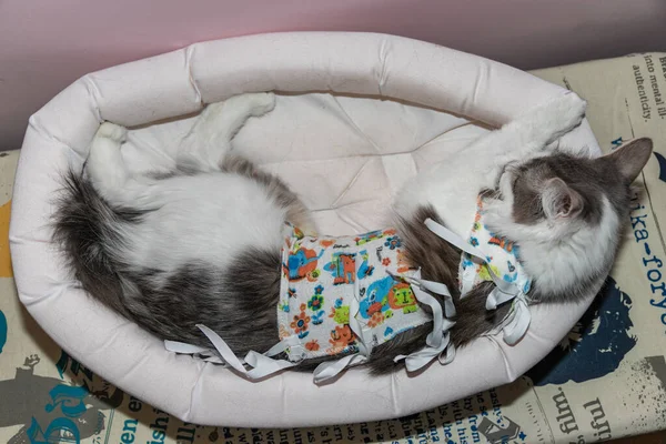 The cat after the sterilization operation lies in its bed. — Φωτογραφία Αρχείου