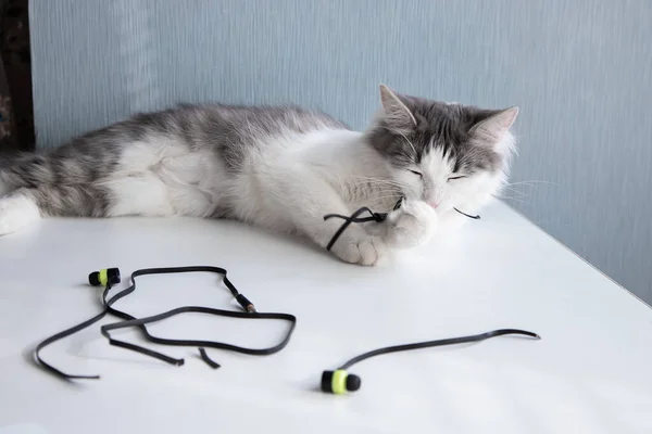 O gato mastigando os fones de ouvido — Fotografia de Stock