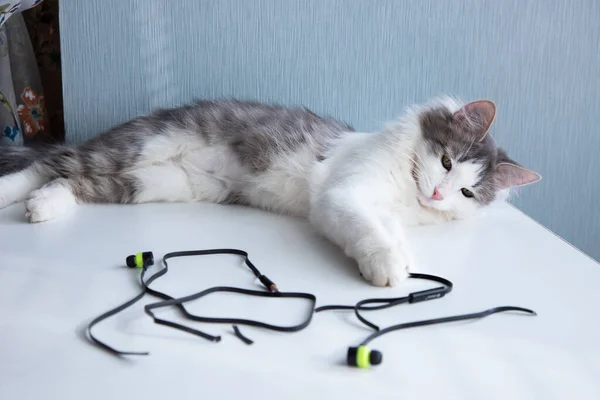 The cat has chewed on the headphones — Stock Photo, Image