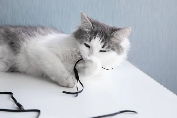 Kot żuje słuchawki. — Zdjęcie stockowe